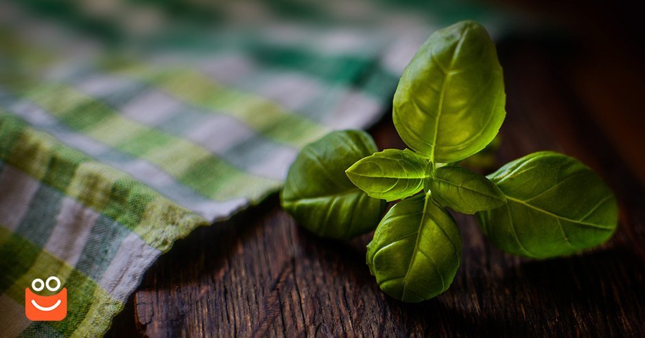 Știți ce plante nu ar trebui să lipsească din casa voastră?