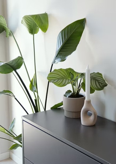 plantă verde lângă comodă gri