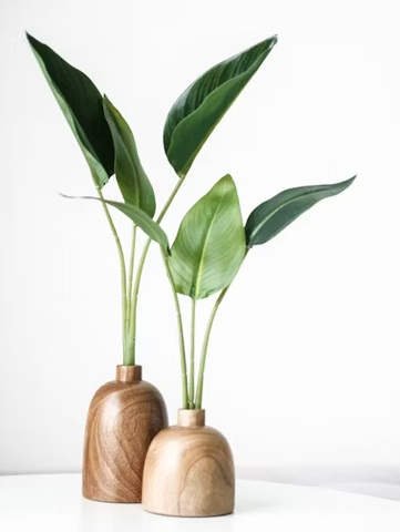 două plante verzi în vaze din lemn