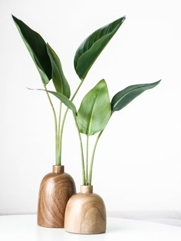 două plante verzi în vaze din lemn