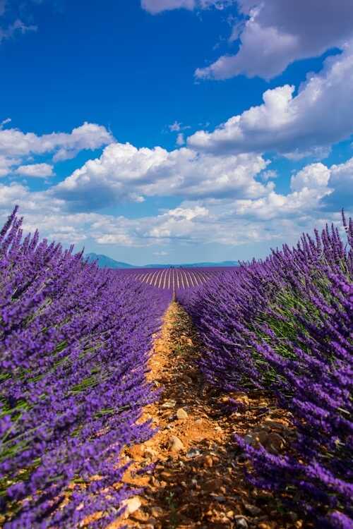 cupon loccitane