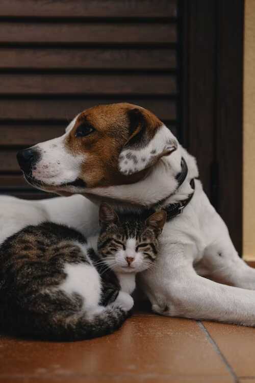 petmart produse pentru animale