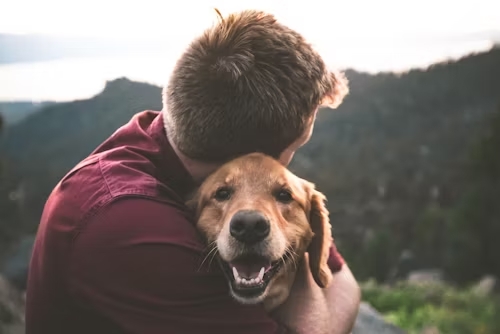 pentruanimale hrana si accesorii