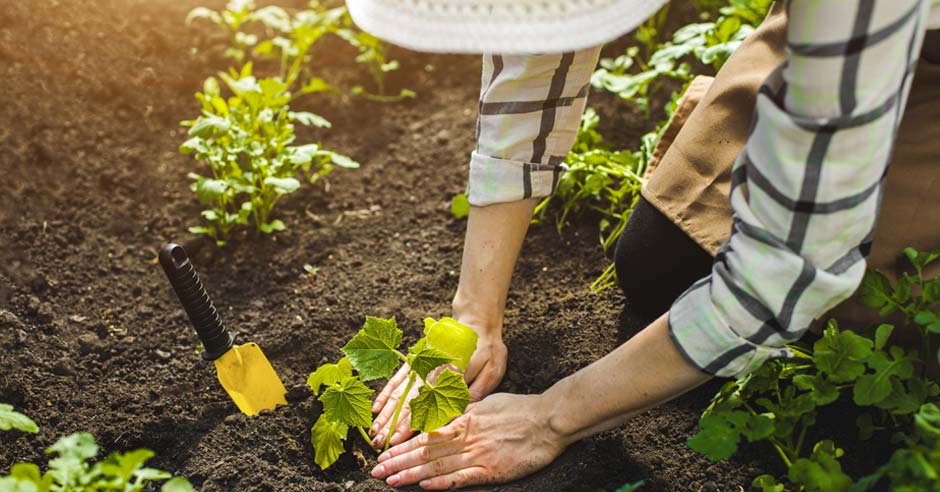 femeie-sădește-plante-de-primăvară