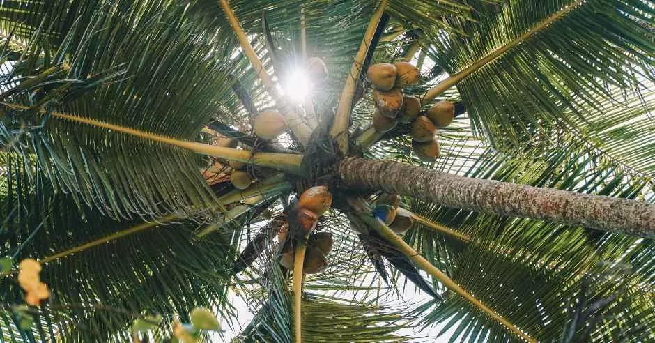 palmier-nuci-cocos