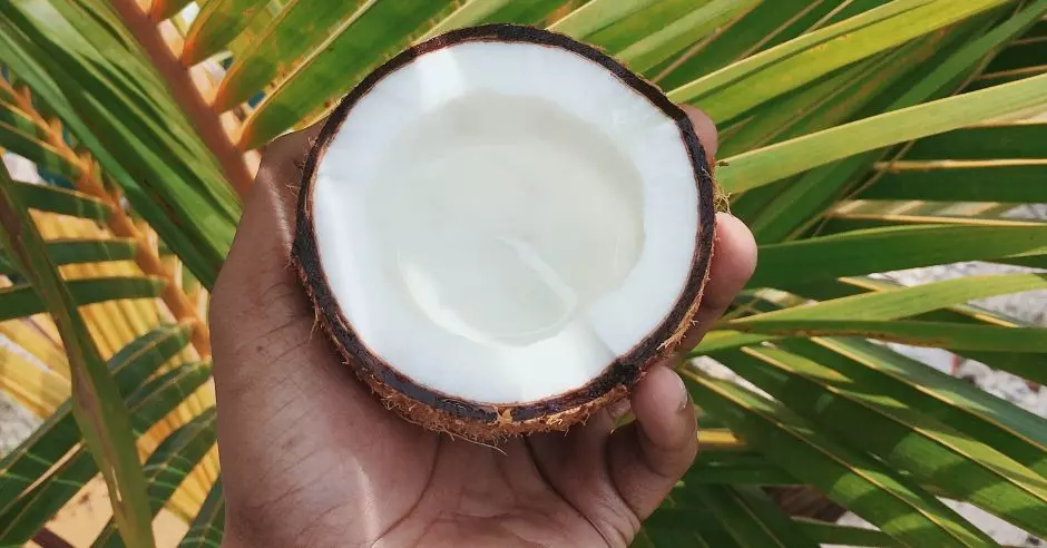 nuca-cocos-mana-palmier
