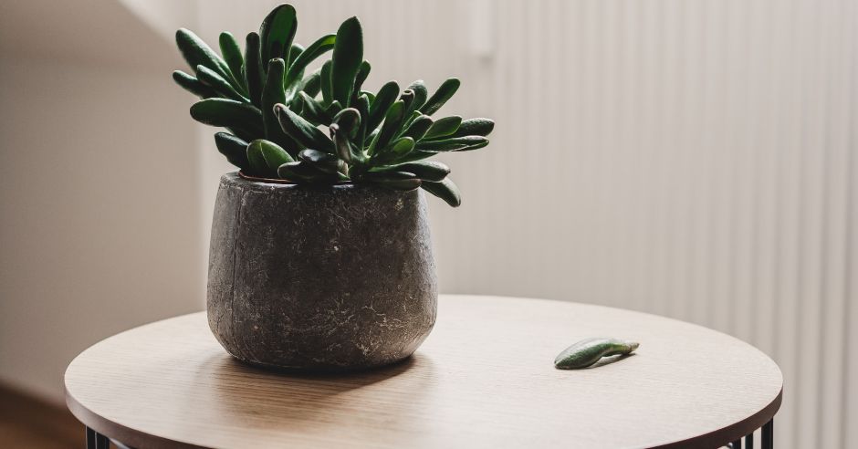 planta pe masa